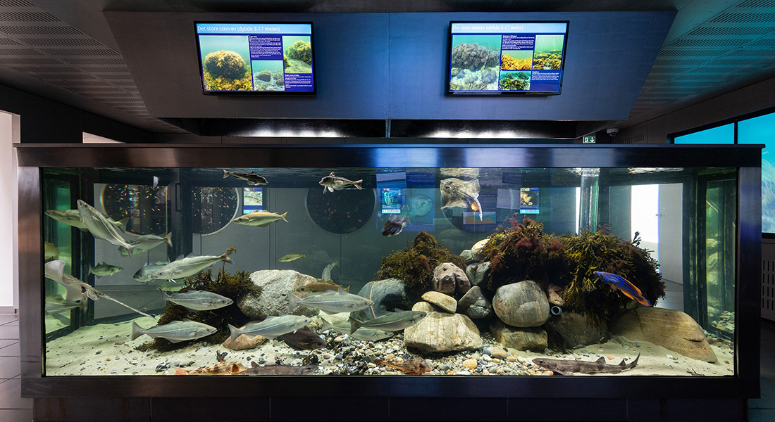 Aquarium. Photo: Leif Bolding Aquarium. Photo: Leif Bolding